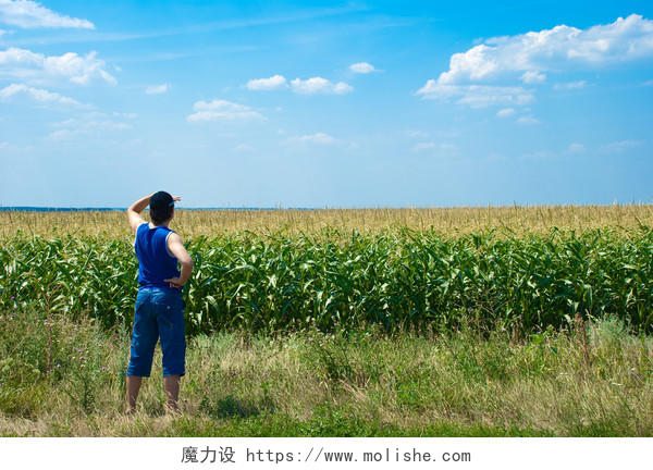 农田里的男人抬手远望看着玉米田